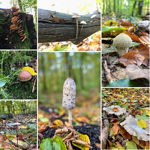 Viele verschiedene Pilz-Arten gibt es derzeit im Düdelsheimer Märchenwald zu entdecken.